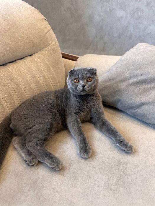 Мушук вякага чикади