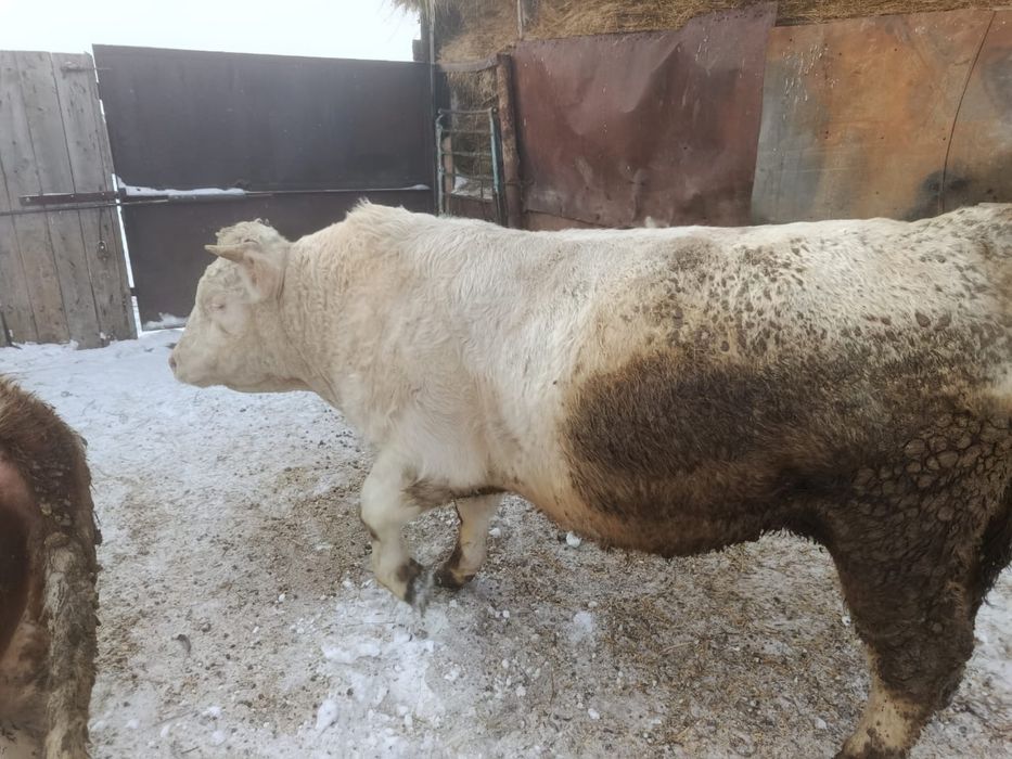 Бык Москалевский 2.5 года