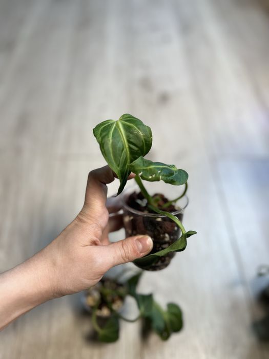 Антуриум Вилленаорум