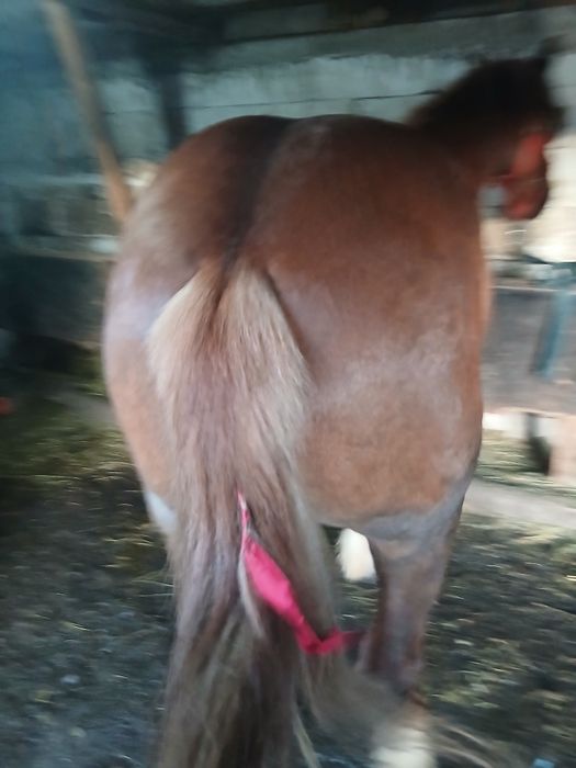 De vânzare cal castrat