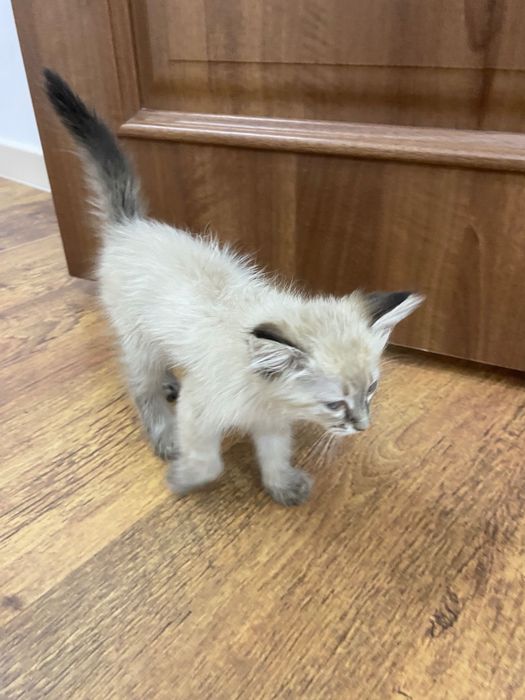Отдадим в добрые руки котенка