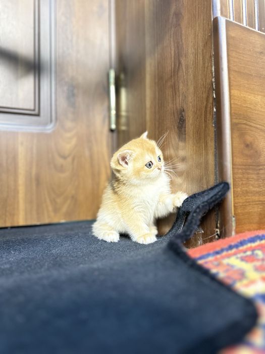 Золотая шиншила фолд