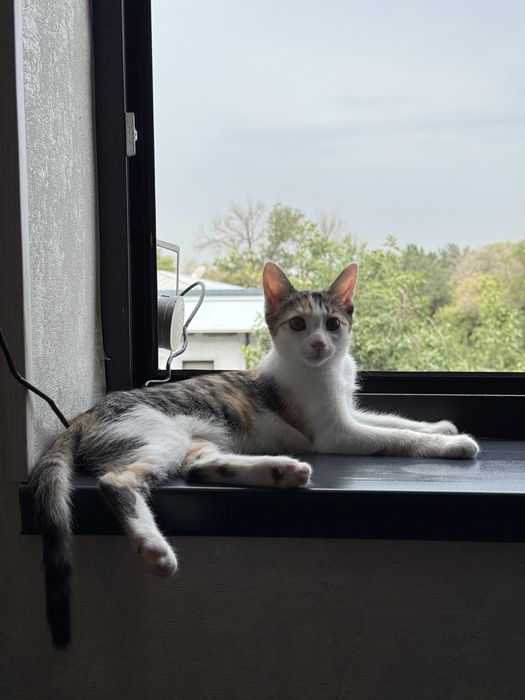 Mushuk hadyaga beriladi