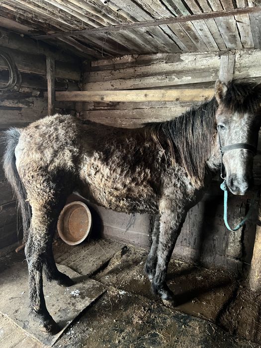 Байтал с откорма есть обмен