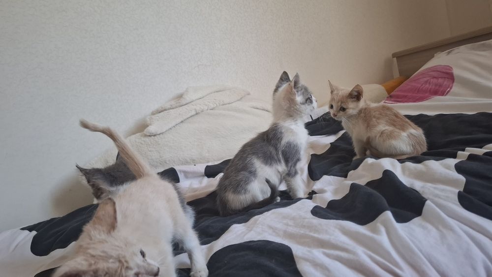 Котята ищет добрых хозяев