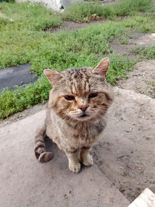 голодный котик в руки(