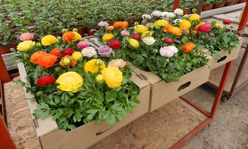 Многогодишна персийска роза грудки пет цвята 1лв.бр.