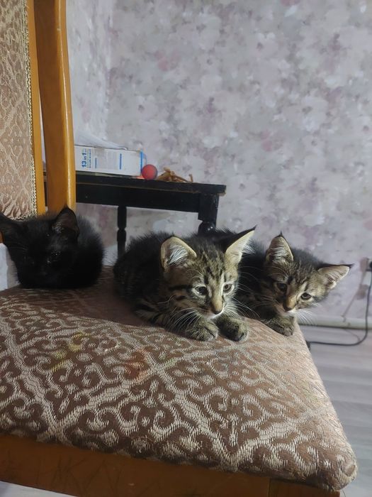 Отдам котят в добрые руки