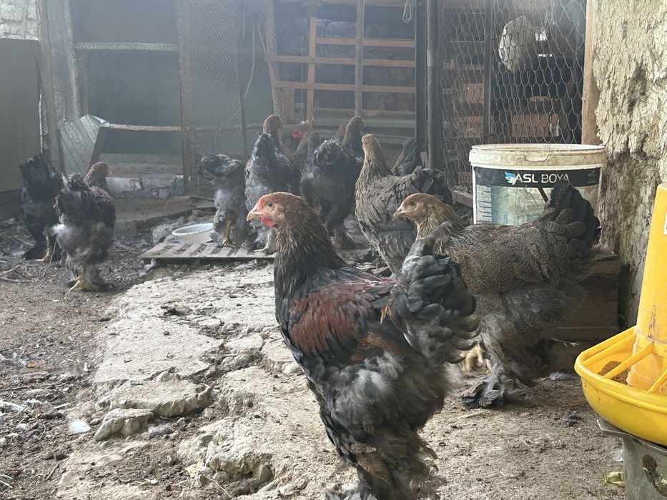 Брама куропат зотга