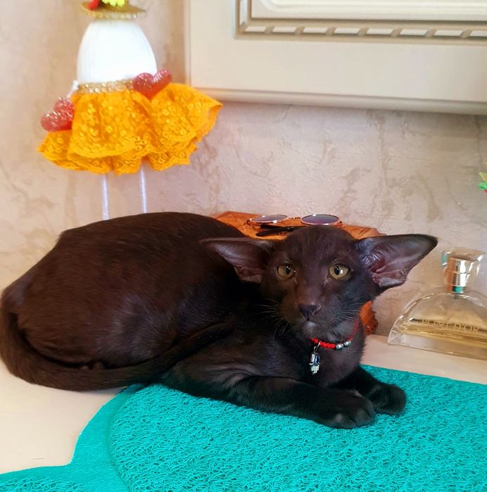 Клубные Ориентальные , доставка