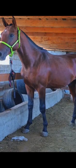 Чк құнан сатылады