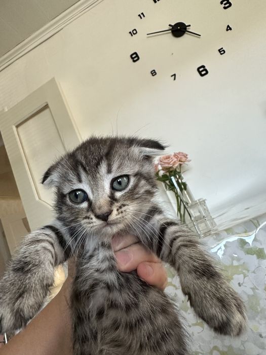 Котята добрым любящим хозяевам