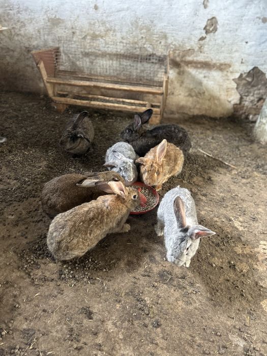 Продаются кролики оптом