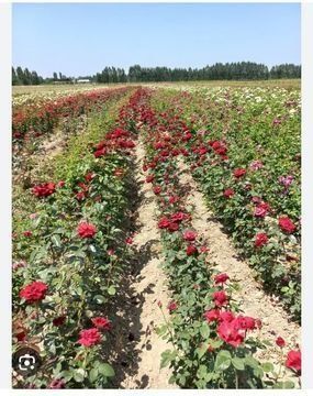 Atirgul koʻchatlari