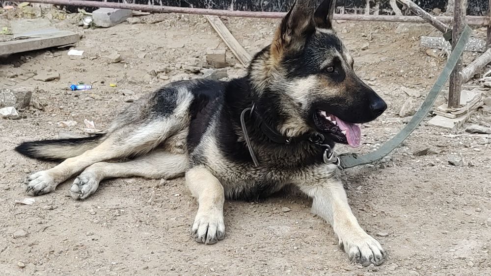 Вязка собака порода ВЕО