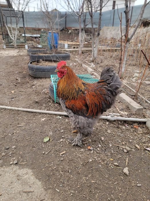 Продам петухов кокинхинов