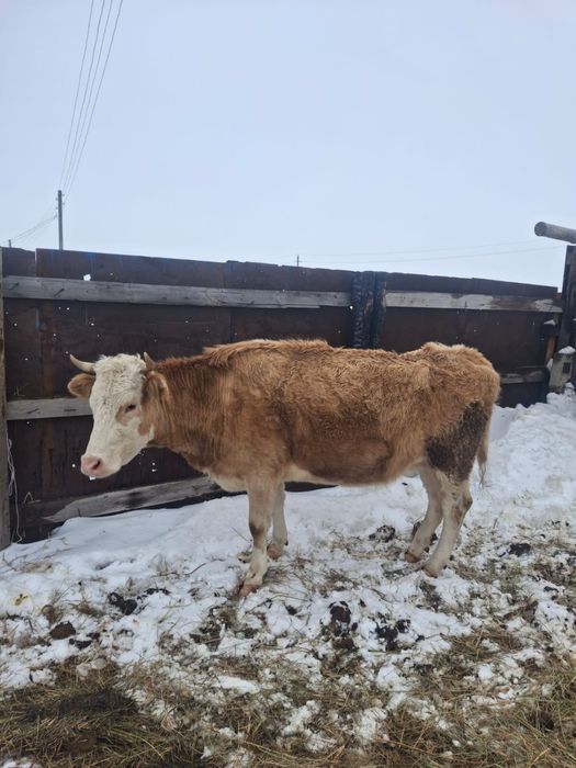 Продам 2 коровы.