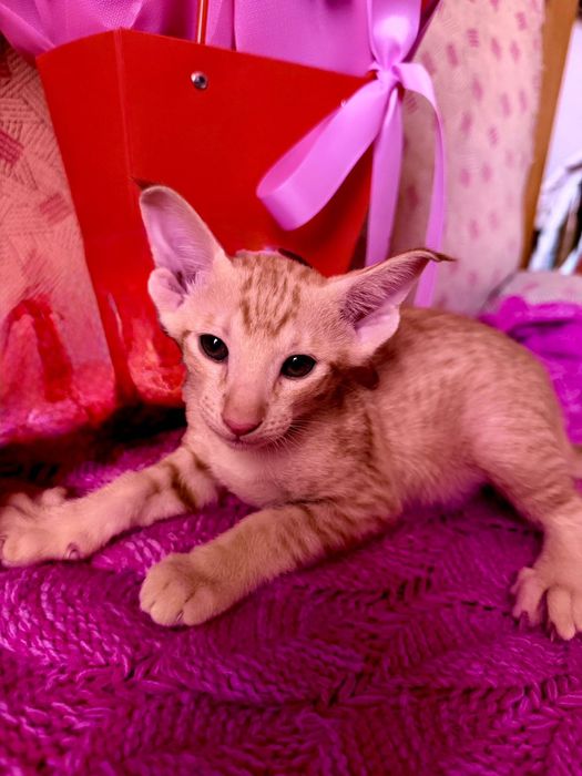 Ориентальные котчта