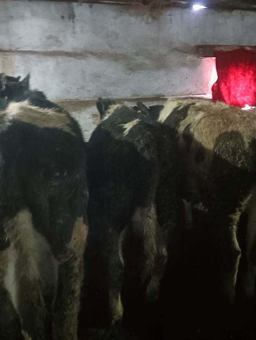 Продам бычков годовалых