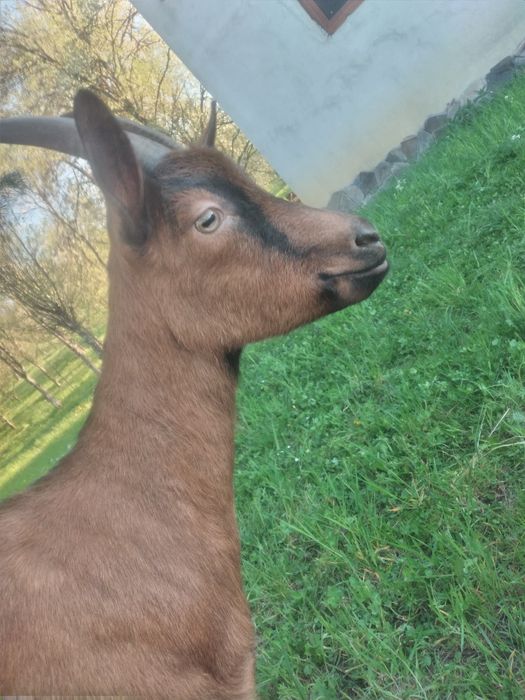 Capra Alpina Franceza și Țap