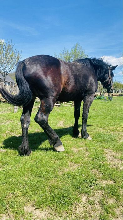 Manza neagra de 2 ani