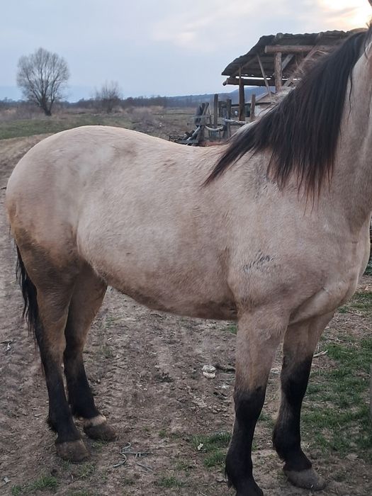 Vând două iepe și o mânză