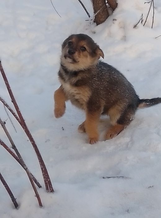 Щенки 1,5-2 месяца