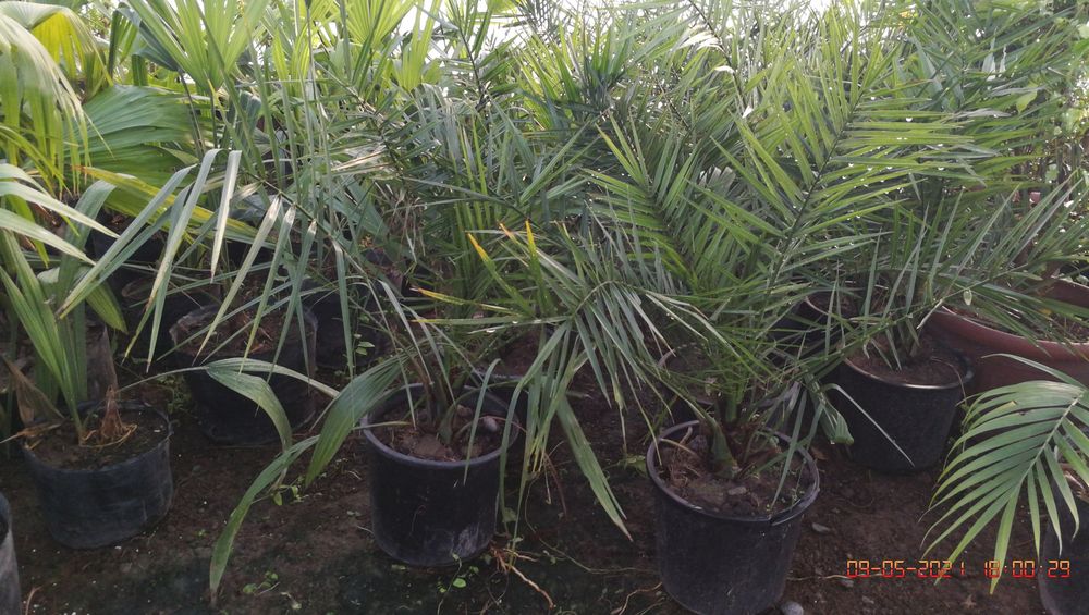 Palma Finik kanarskiy Kóchati