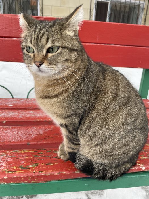 Астана! Ищет дом кошечка Серая