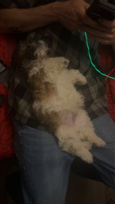 Baietel Shih tzu