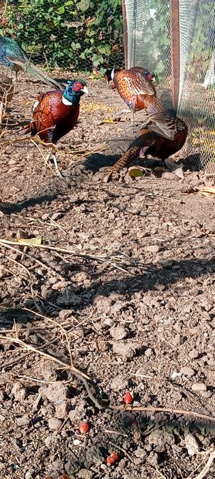 Fazani  comuni    si  tenebros