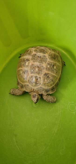 Продам, чистый, домашнийй