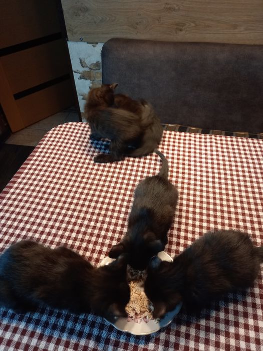 Отдам котят в хорошие руки