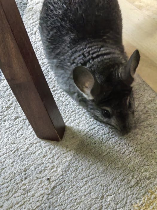 Много забавна чинчилка