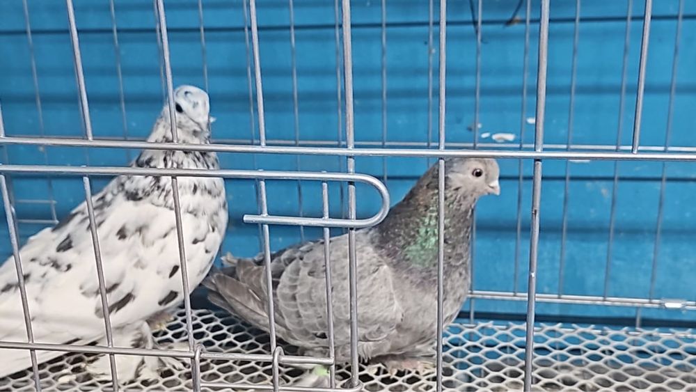 Продам летних голубей