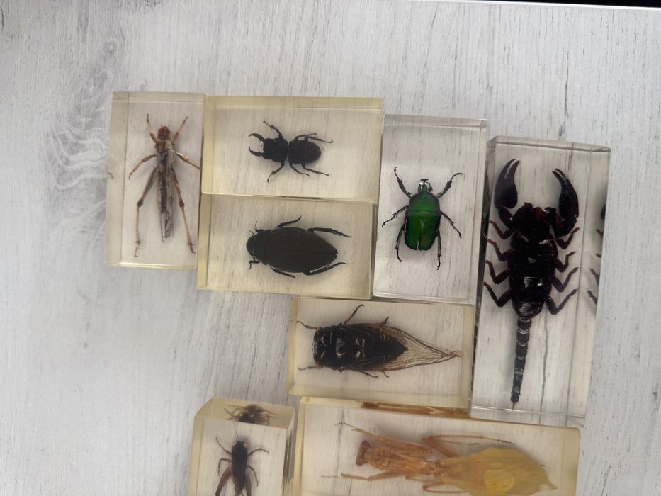 Colecție insecte în rășină