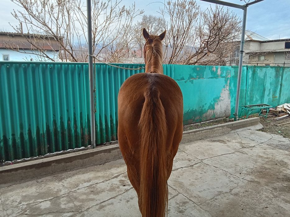 Аигыр сатылады сатылады