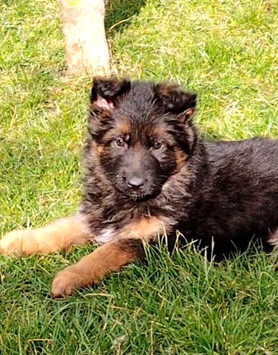 Pui Ciobanesc german