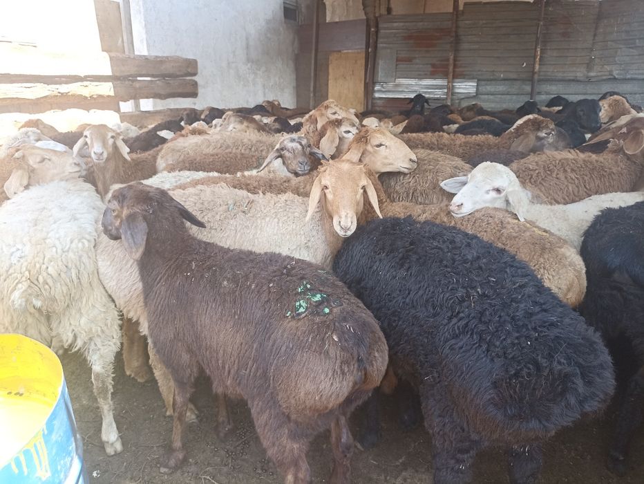 Кой токты кой кой бараны