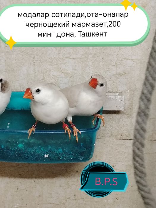 Зебровые амадины