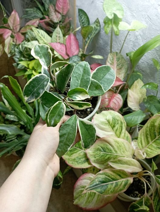 Комнатные растения