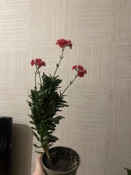 продам каланхоэ