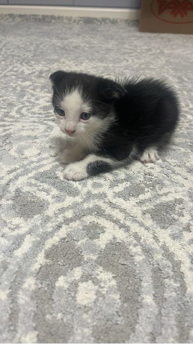 шотланская котенок мальчик отдаю в добрые руки