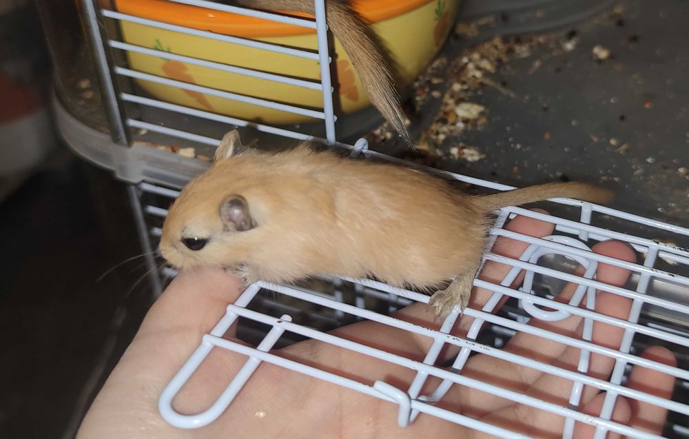 Подарявам бебета джербили/монголска песчанка