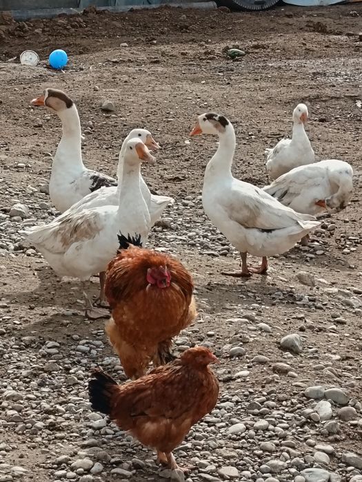 Куры и Гуси оптом