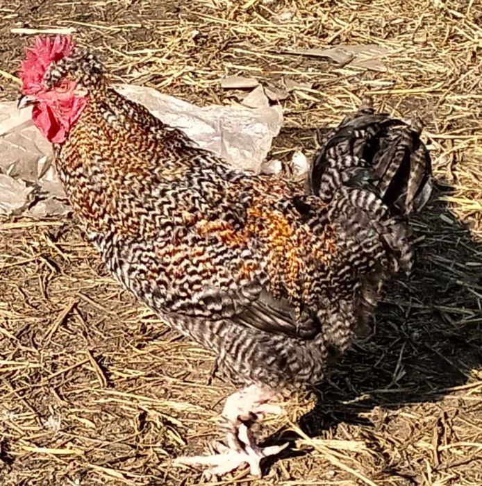 De vanzare cocosi si rate mute au varsta de un an