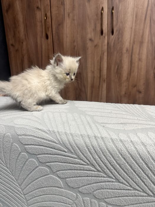 Котята 3 мальчика 2 девочки