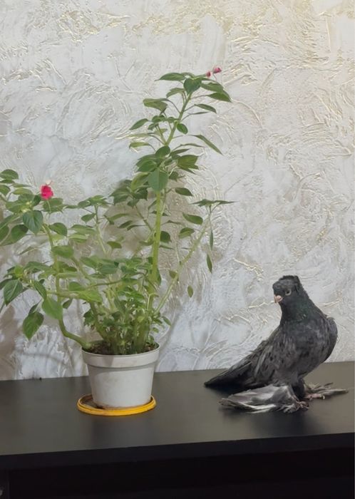 Голубь          .            .