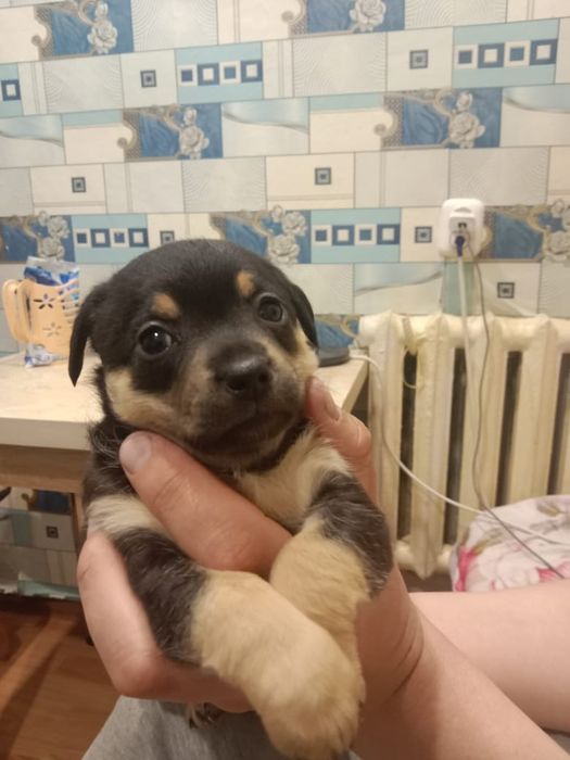 Животные.бесплатно