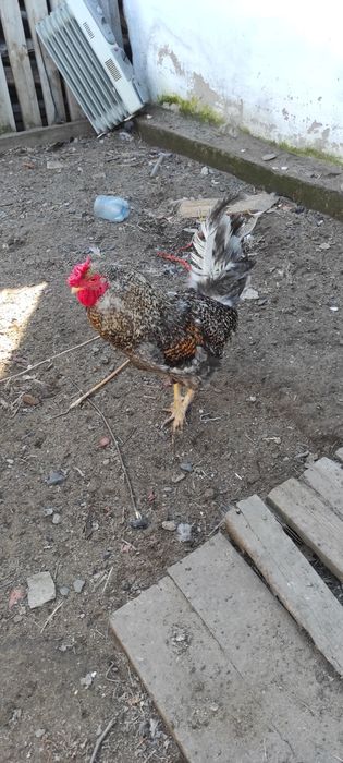 Продам петухов разноцветных